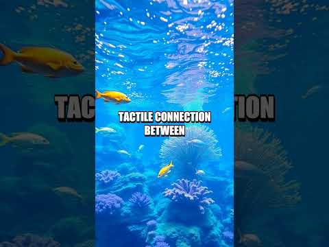 Exploring Haptic Feedback in &#039;SensoryDive&#039;
