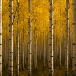 Quaking Aspen Clonal Colonies: Nature’s Largest Living Organisms Revealed (2025)